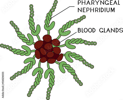 Scheme of tuft of pharyngeal nephridia with blood glands of Pheretima earthworm for biology lesson. Diagram of excretory system of earthworm