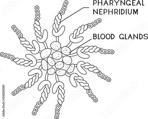 Coloring page with scheme of tuft of pharyngeal nephridia with blood glands of Pheretima earthworm for biology lesson. Diagram of excretory system of earthworm