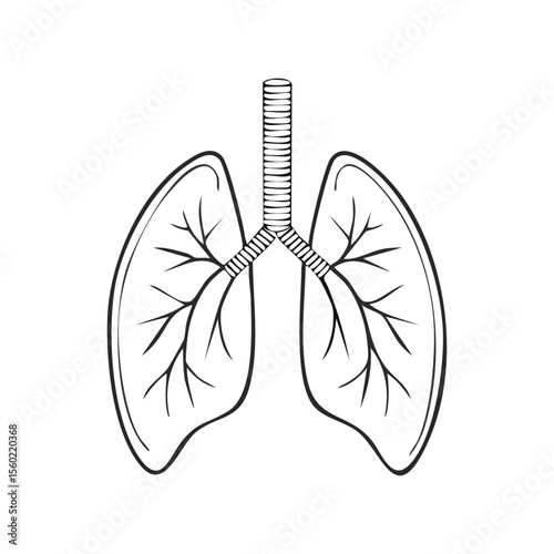 Lungs flat line icon. Vector thin pictogram of human internal organ, outline illustration.