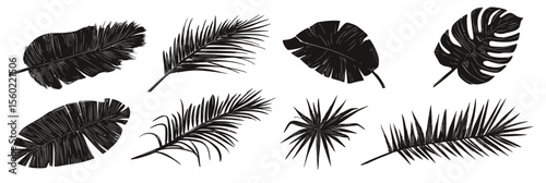 Black silhouette tropical palm and monstera leaves set with detailed hand drawn style isolated on white background for jungle foliage design elements vector illustration