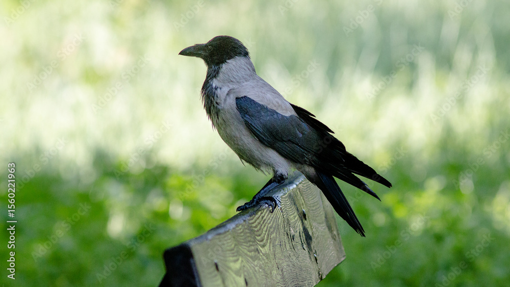 crow on a fence crow on a fence