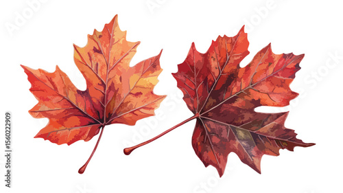 Vibrant Autumn Maple Tree Leaf in Dry Red October Fall Season