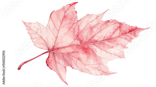 Vibrant Autumn Maple Tree Leaf in Dry Red October Fall Season