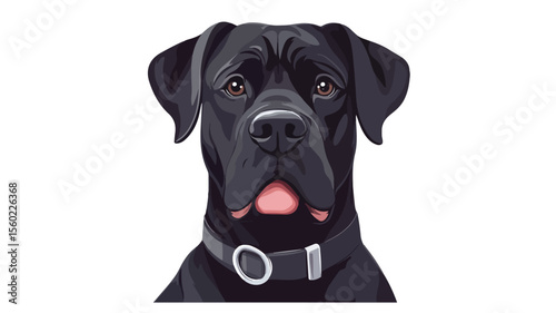 Happy Black Cane Corso Mastiff with Cute Muzzle - Professional Stock Photo