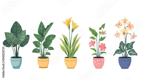 Assortment of Different Houseplants - Various Types of Home Plants in Elegant Arrangement