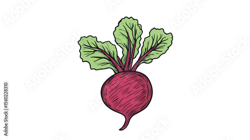 Fresh Beetroot with Leaf, Top View - Vibrant Sugar Beet Vegetable for Healthy Cooking