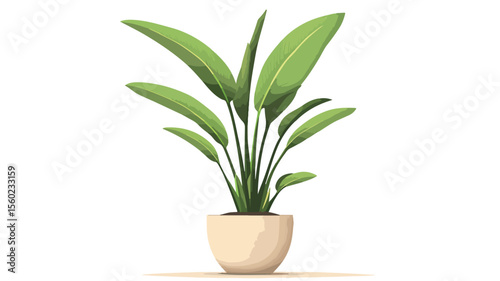 Indoor Strelitzia Nicolai in Pot - Bird of Paradise Plant Illustration