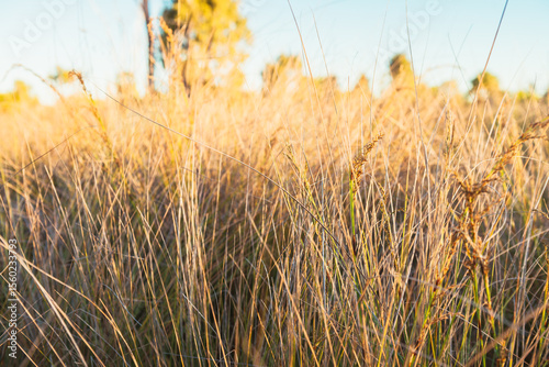Long sunlit wild grasses in the outback