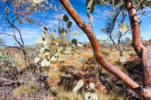 Eucalyptus shrubs in arid landscape