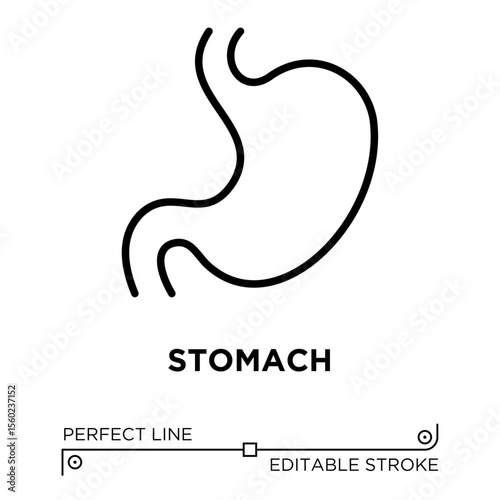 The line icon vector illustrates stomach. The line icon is isolated on a transparent background and can be edited as needed