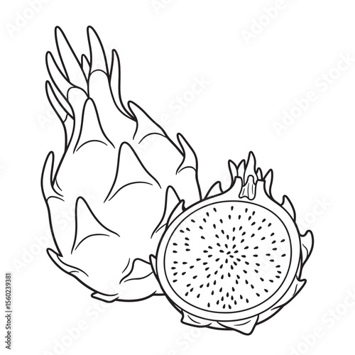 Dragon Fruit Line Drawing Whole and Sliced Pitaya Illustration