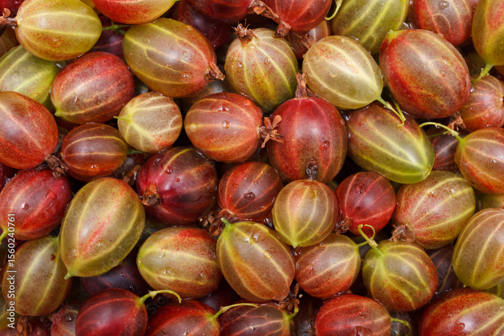 Obraz premium The fresh gooseberry crop. The red and green berries with waterdrops for solid background or backdrop.
