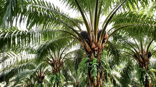Oil Palm Plantation with Ripe Fruit Bunches in Tropical Environment