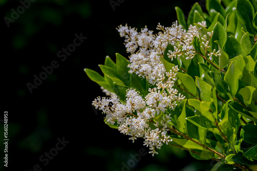 Selective focus of white cream flowers with green leaves in the garden, Ligustrum vulgare is a species of Ligustrum, It is a semi-evergreen or deciduous shrub, Natural floral pattern background.