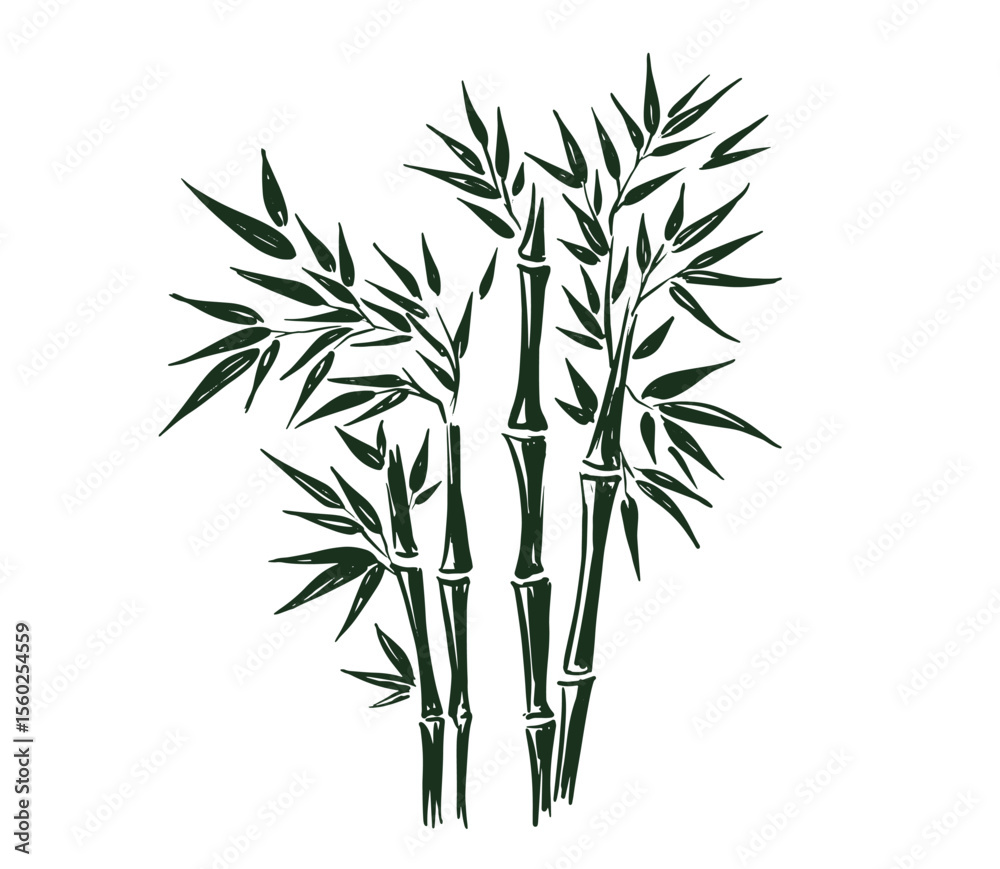 Fototapeta premium Bamboo hand drawn on white illustration