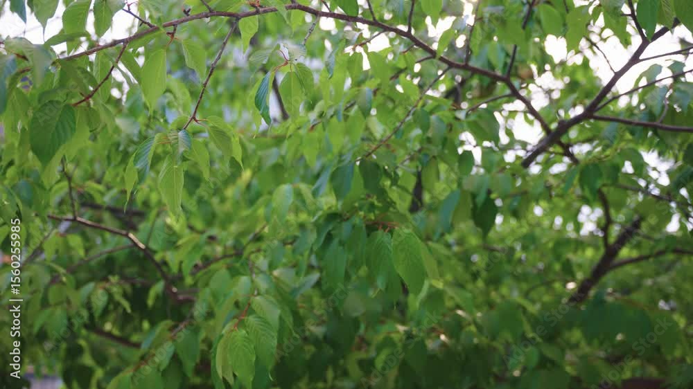 Green leaves of Sakura (Cherry Tree) in Japanese Early Summer Green leaves of Sakura (Cherry Tree) in Japanese Early Summer