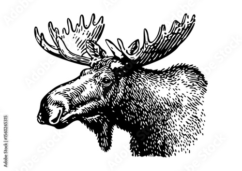 Linocut Style Moose Head Illustration on White Background