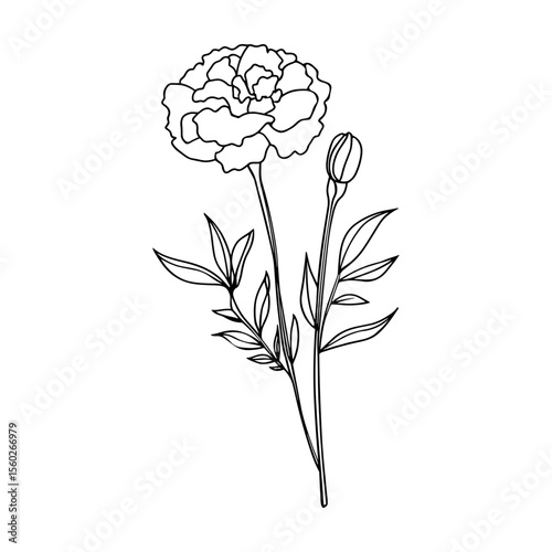 Line art marigold, carnation flower on stem. Vector outline monochrome floral icon isolated on white background. Herbal plant logo design