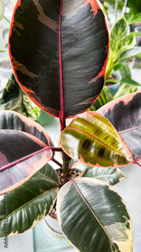 Young leaf of Ficus elastica Belize, close-up. Variegated leaves with beige-pink shade. Houseplant. Care and breeding, favorite hobby. Vertical. Selective focus