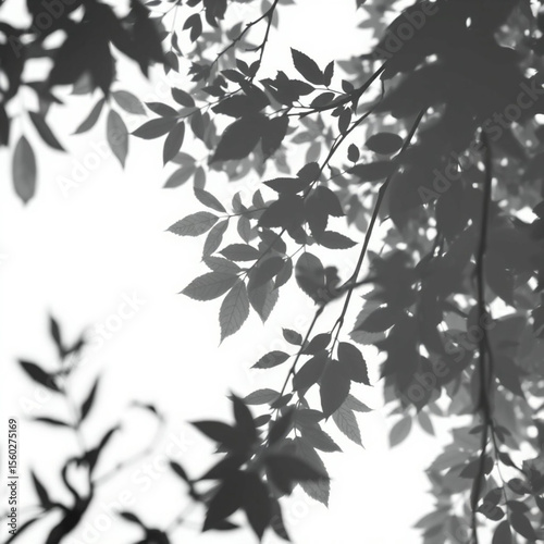shadow overlay effect. Gray shadow of leaves isolated on white background. Plant foliage leaf shadow light effect. Mockup Blurred tree branch shadow. Ideal for summer spring design elements PNG