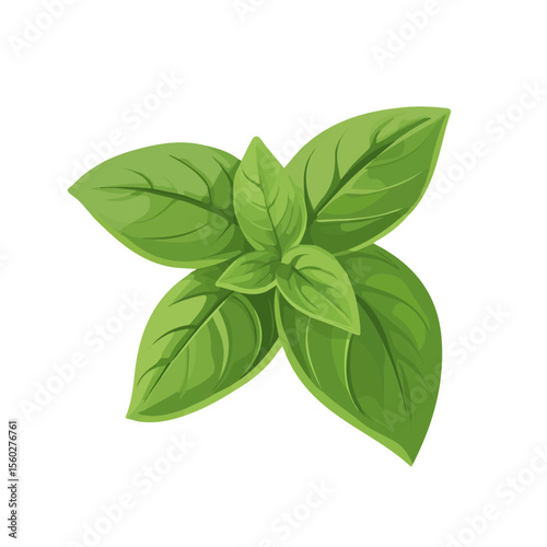 Basil, flat style 2D vector image, isolated on a white background