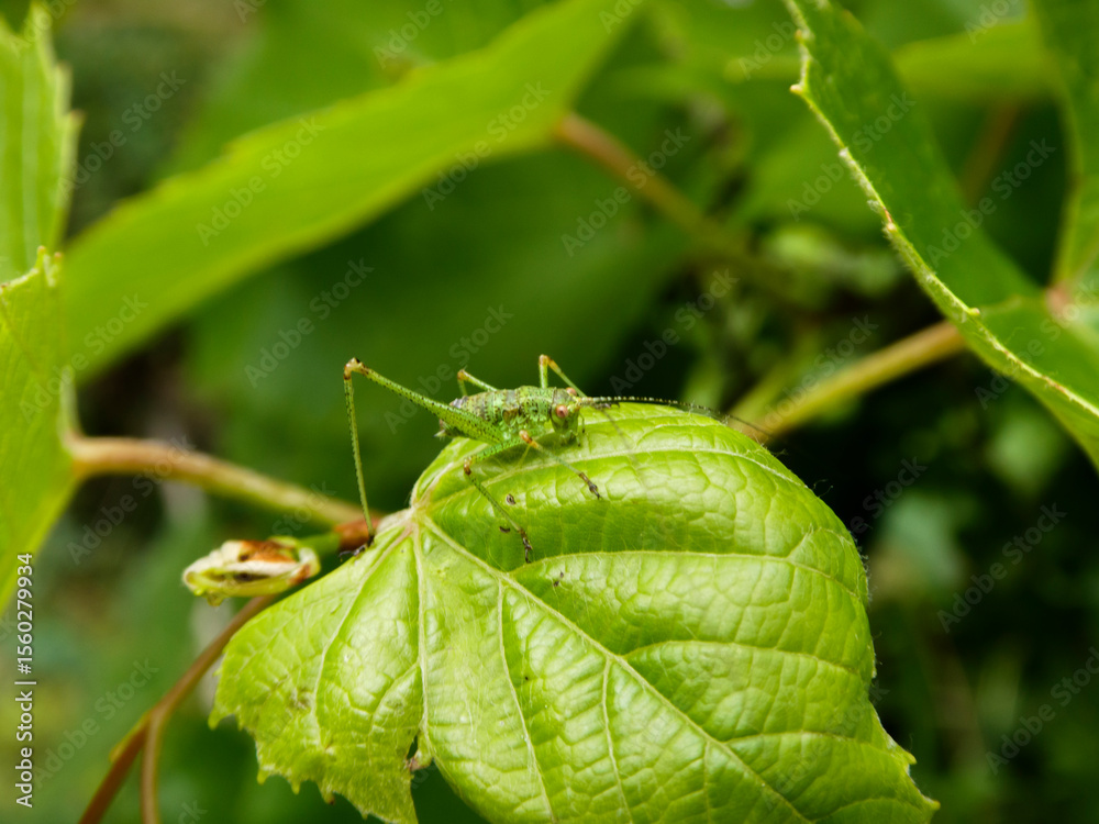 Obraz premium Tiny Green Grasshopper Resting on a Textured Leaf in Nature
