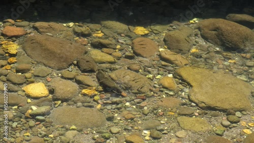 
A stream and freshwater fish in a valley in the Kurecik region of Akcadag district of Malatya province, Turkey
