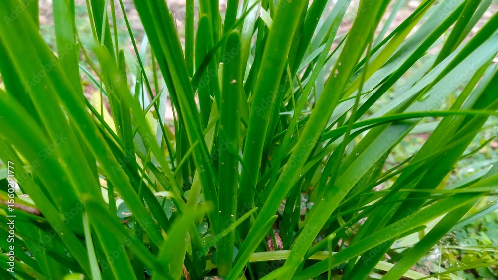 Fototapeta premium green grass background