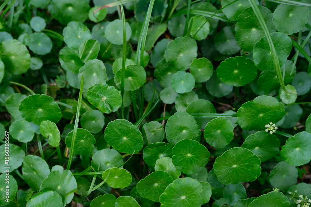Close-up of vibrant green gotu kola (Centella asiatica) leaves spreading among blades of grass, often used in herbal medicine and cuisine. Close-up of vibrant green gotu kola (Centella asiatica) leaves spreading among blades of grass, often used in herbal medicine and cuisine.