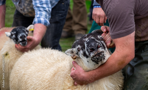 Two sheep are being handled by people at a country show, with one black and white faced sheep being held prominently in the foreground