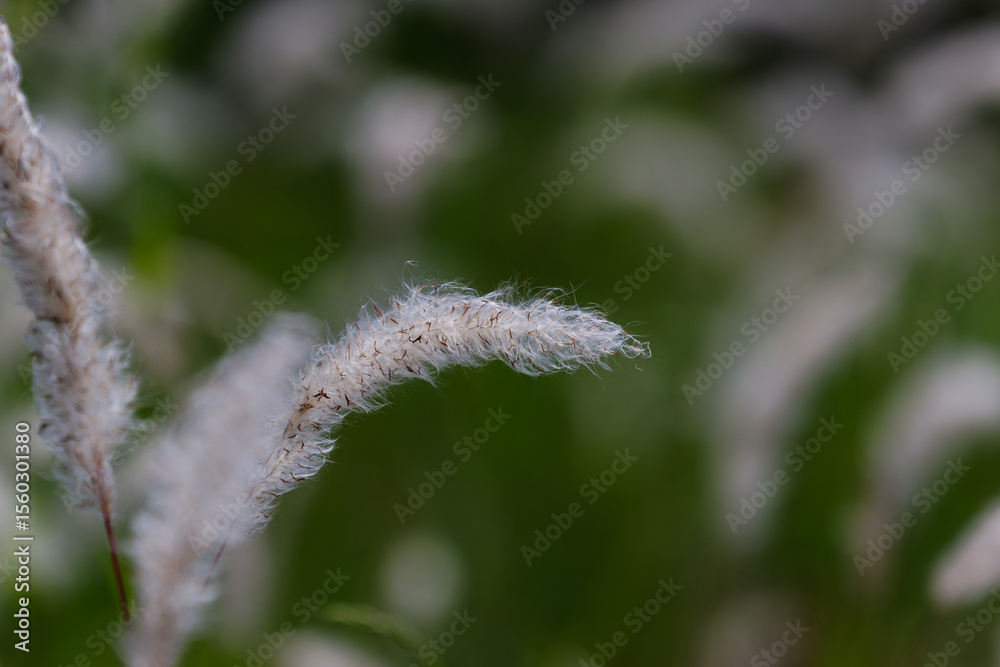 Obraz premium チガヤの綿毛01
