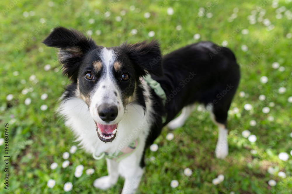 close up portrait of a happy border collie dog puppy on the green lawn close up portrait of a happy border collie dog puppy on the green lawn