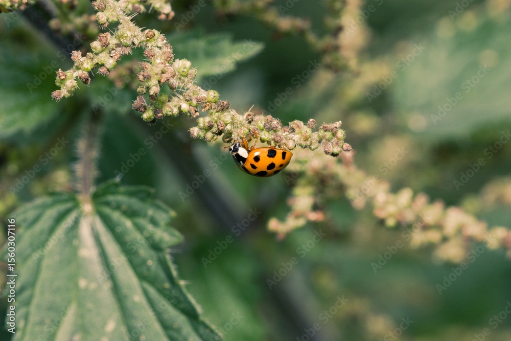 Fototapeta premium A ladybird upside down walking along a nettle.