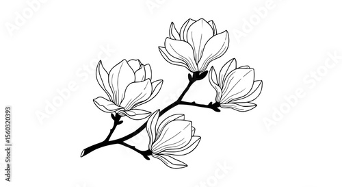 Beautiful white flowers, pristine floral imagery