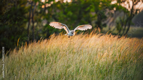 Barn Owl hunts over meadow at Druridge Pools Nature Reserve, which is close to the Northumberland coast and was a former opencast mine, now a popular reserve with wildfowl and waders in the wetland