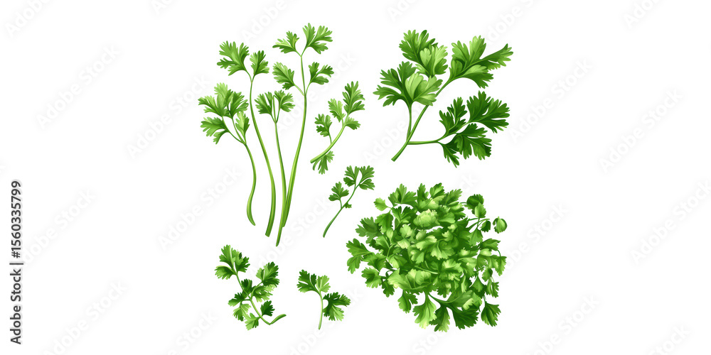 Obraz premium Fresh Cilantro Leaves Illustration. Culinary Herb For Cooking And Garnishing Isolated On Transparent Background