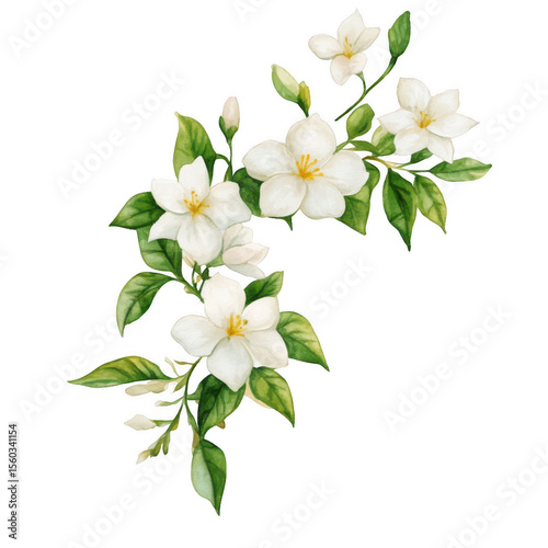 Jasmine Flower Watercolor Art: Botanical Element for Wedding or Spa Design, Transparent PNG