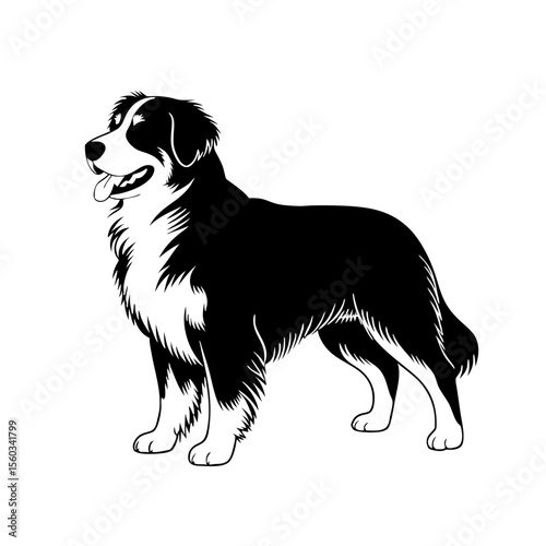 Bernese Mountain Dog Illustration in Black and White for Pet Blogs, Animal Care Websites, Dog Lovers, Online Resources, and Educational Content  