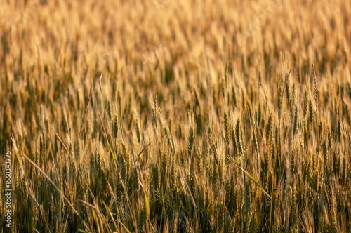 Sunlit wheat field with ripe golden stalks, ready for the harvest in the countryside.