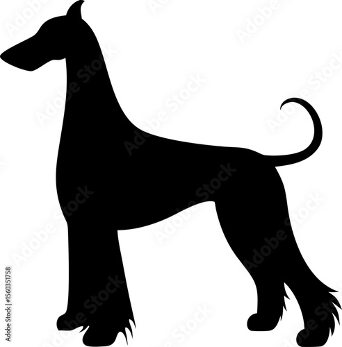 A striking black and white dog with a bold silhouette