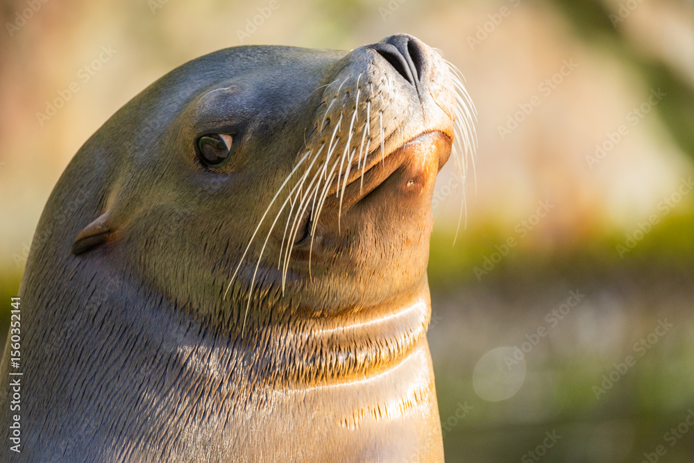 Fototapeta premium pair of California sea lions bask in sun. Zalophus californianus.
