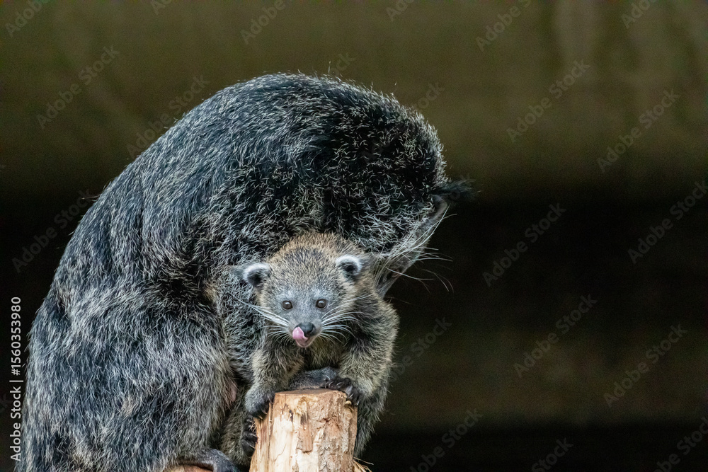 Obraz premium Binturong Arctictis binturong Adult sleeping at the top of a dead tree.