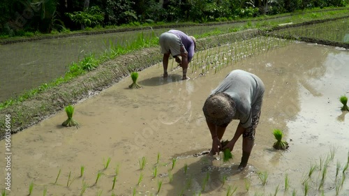 Rice Farming in Tropical Fields An Adventitious Traditional Method of Cultivation