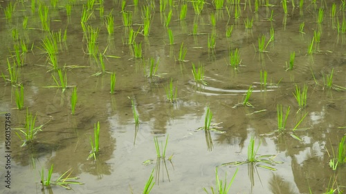 A Lush Green Rice Paddy Field That Flourishes Beautifully During the Growth Season