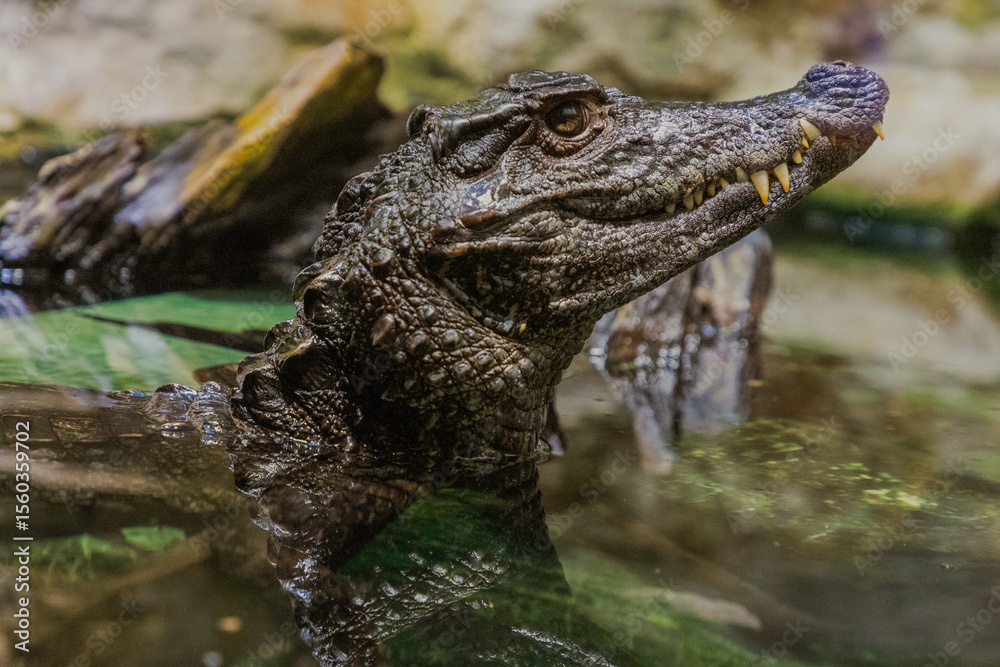 Fototapeta premium Caiman in the water. The yacare caiman Caiman yacare