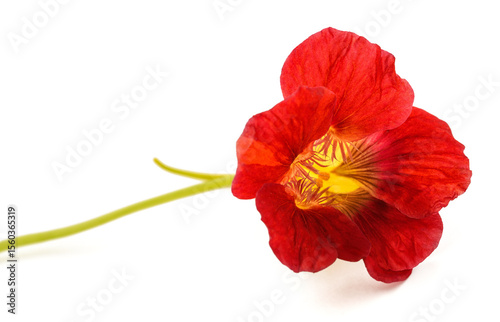 Red nasturtium  flower