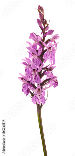 Common spotted orchid