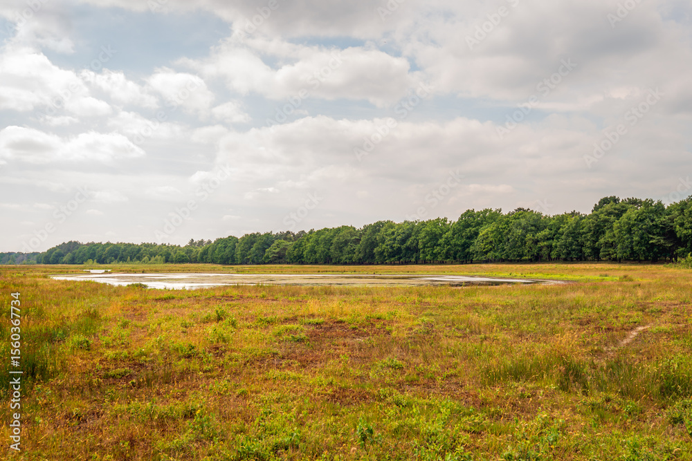 Fototapeta premium Dutch nature reserve in the summer season. In the middle of the image is a fen. The photo was taken on a cloudy day in the province of North Brabant.