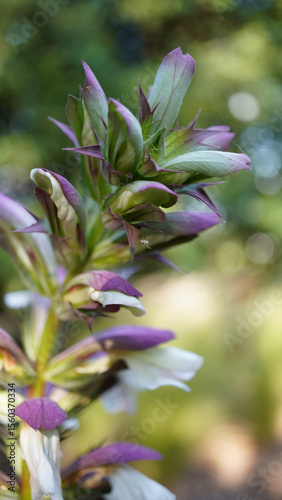 Ornamental plant flower macro shot. Flower background.
