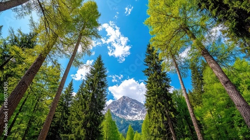 Lush Green Forest with Towering Pine Trees and Majestic Snow-Capped Mountain View